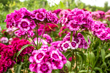In the garden grow beautiful colorful, bright flowers.  Turkish carnation