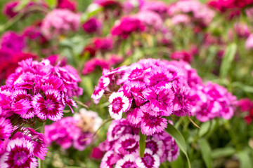 In the garden grow beautiful colorful, bright flowers.  Turkish carnation