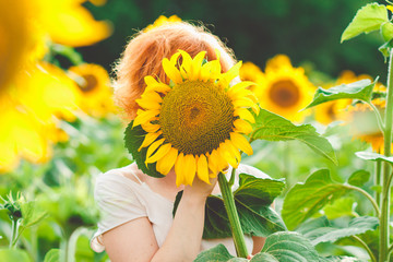 Fototapeta premium red-haired girl covered her face with a sunflower, girl incognito enjoying nature on the field of sunflowers at sunset