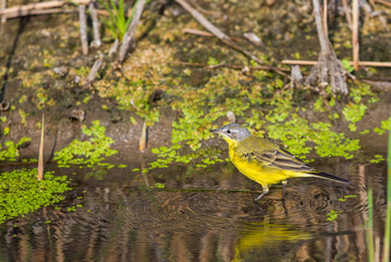 Yellow wagtail or Motacilla flava feldegg