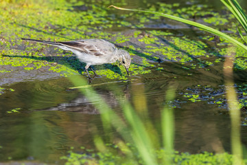 White Wagtail or Motacilla alba. Wagtails is a genus of songbirds. Wagtail is one of the most useful birds. It kills mosquitoes and flies, which deftly chases in the air