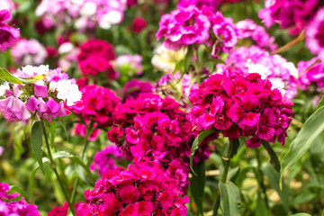In the garden grow beautiful colorful, bright flowers.  Turkish carnation