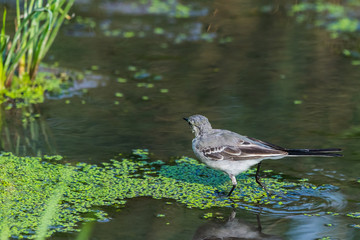 White Wagtail or Motacilla alba. Wagtails is a genus of songbirds. Wagtail is one of the most useful birds. It kills mosquitoes and flies, which deftly chases in the air