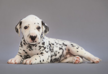 Puppy dalmatian dog