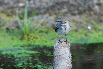Fototapeta premium White Wagtail or Motacilla alba. Wagtails is a genus of songbirds. Wagtail is one of the most useful birds. It kills mosquitoes and flies, which deftly chases in the air