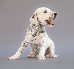 Puppy dalmatian dog