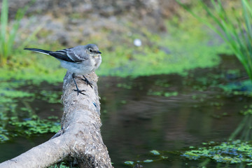 White Wagtail or Motacilla alba. Wagtails is a genus of songbirds. Wagtail is one of the most useful birds. It kills mosquitoes and flies, which deftly chases in the air