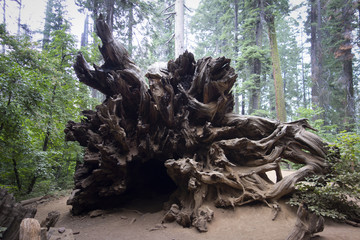 sequoia 1