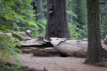 sequoia 2