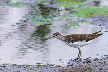 Water bird Broad billed Sandpiper. Limicola falcinellus
