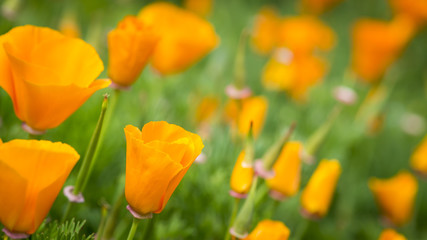 California poppies in Golden Gate Park.  Close up shot, green and orange.