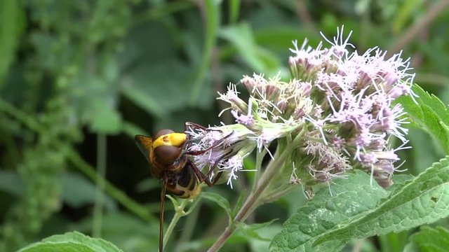 Volucelle sur fleur.