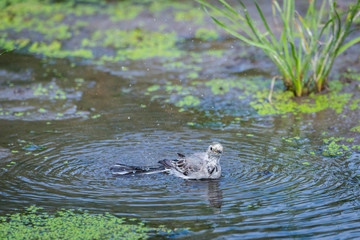 White Wagtail or Motacilla alba is bathed in water. Wagtails is a genus of songbirds. Wagtail is one of the most useful birds. It kills mosquitoes and flies, which deftly chases in the air