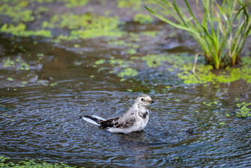 White Wagtail or Motacilla alba is bathed in water. Wagtails is a genus of songbirds. Wagtail is one of the most useful birds. It kills mosquitoes and flies, which deftly chases in the air
