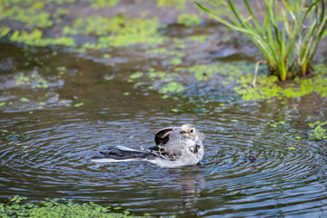 White Wagtail or Motacilla alba is bathed in water. Wagtails is a genus of songbirds. Wagtail is one of the most useful birds. It kills mosquitoes and flies, which deftly chases in the air