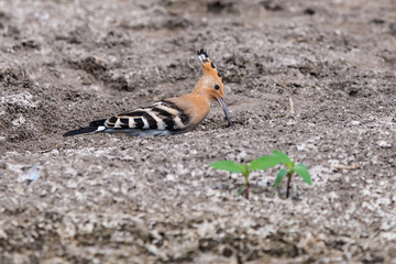 Eurasian Hoopoe or Common hoopoe or Upupa epops