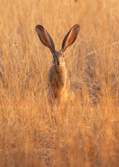 A jackrabbit sitting in the morning sun in a field of gold colored dry grass with it's long ears up in the air