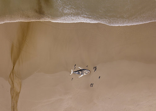 Aerial view of a beached whale surrounded by people