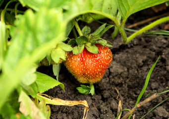 A juicy, red delicious strawberry berry grows on a bush.