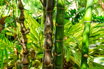 Tropical dwarf Buddha's belly bamboo (Bambusa vulgaris wamin) - Davie, Florida, USA