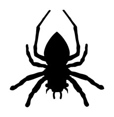 Spider vector silhouette illustration isolated on white background.