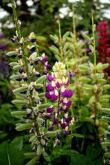 Multicolored lupine flowers grow in the garden.
