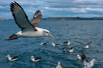 Fototapeta na wymiar Albatross in Flight
