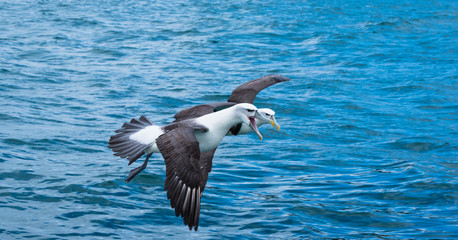 Fototapeta na wymiar Pair of Albatross