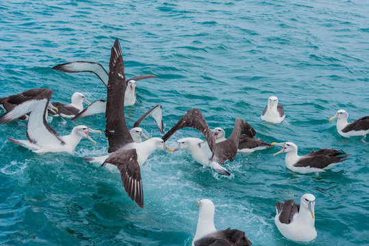 A Fighting Pair of Albatross