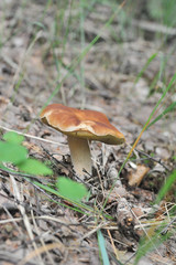 beautiful edible mushroom of the original form in the forest