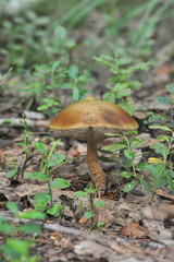beautiful edible mushroom of the original form in the forest