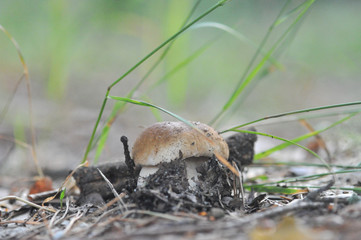 beautiful edible mushroom of the original form in the forest