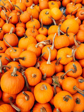 A pile of orange baby pumpkins at a Farmer's Market in Autumn