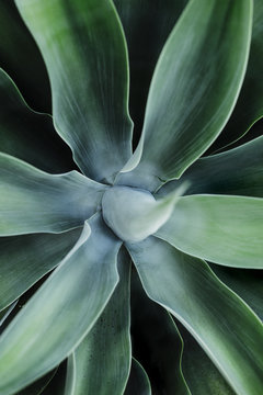 Agave patterns