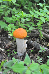 beautiful edible mushroom of the original form in the forest