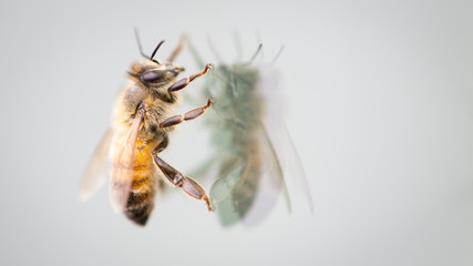 Honey bee resting on glass window with reflection in the glass.  Macro.  Grey background.