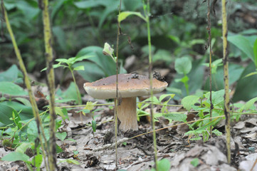 beautiful edible mushroom of the original form in the forest