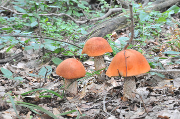 beautiful edible mushroom of the original form in the forest