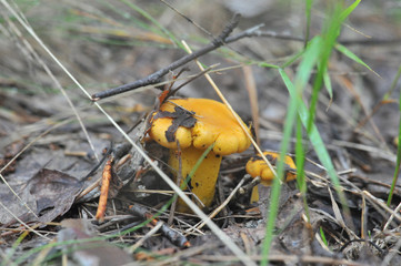 beautiful edible mushroom of the original form in the forest