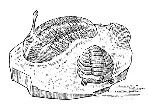Preserved trilobite specimen. Fragment fossil, skeleton of prehistoric dead animal in stone. Archeology or paleontology. engraved hand drawn old vintage sketch. Vector illustration.