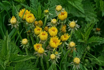 a lot of yellow dandelions among green grass and leaves