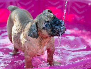 Blind bulldog puppy getting a drink of water from the kiddie pool