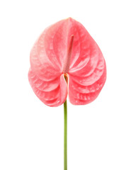 Naklejka premium Beautiful pink anthurium flower on white background. Tropical plant