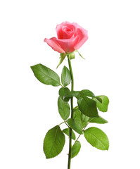 Obraz premium Beautiful rose flower on white background
