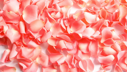 Beautiful rose petals as background