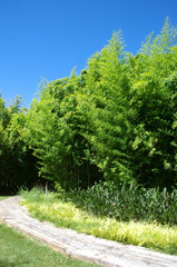 Fototapeta na wymiar Bambu green in a garden