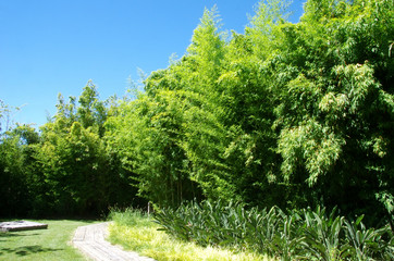 Bambu green in a garden