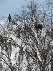Russian winter, crow, birch, nest, cold, snow, sky