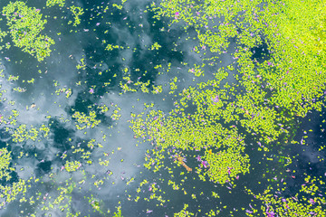 Common duckweed, Lemna minor, covering the water surface of a small pond