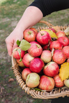 stk_sgcappleharvest_basketonhipV.jpg